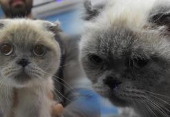 Sivas'ta Yulaf isimli kediye burun estetiği yapıldı