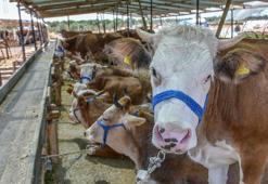 Kasaplar Federasyonu Başkanı uyardı: 'Kurbanlık yok diyen spekülatörlere inanmayın'