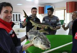 Üretim seferberliği ilan edildi: Kilosu 2 bin 500 dolar!