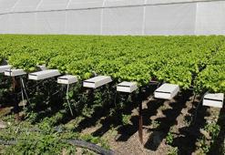 Kadın çiftçi, topraksız tarımla marul ve salatalık yetiştirme süresini kısalttı