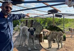 5 kangal köpeğini uyutup, alıp götürdüler: Şuan piyasa değeri 1 milyon lira