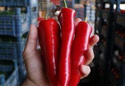 Tarlada kilosu 15, markette 80 lira