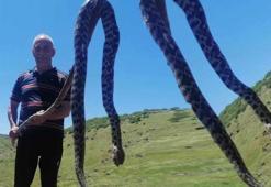 Yer: Elazığ! Yılanın kalınlığı ve uzunluğu tedirgin etti