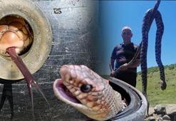 Ölümler başladı: Yılan sokması anında mutlaka bunu yapın