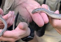 Türkiye'nin tek boa yılanı türü görüntülendi: Kana susamış insan avcıları değil