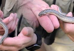 Türkiye'nin tek boa yılanı türü görüntülendi: Kana susamış insan avcıları değil
