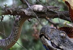 Havalar ısındı metrelerce uzunlukta yılanlar ortaya çıkmaya başladı! Uzmanından uyarı