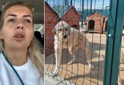 Kuduz olduğu iddia edilen köpekleri Şanlıurfa'dan Ankara'ya getiren Buket Özgünlü tutuklandı