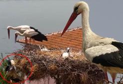 Bir yavrularını kaybetmişlerdi! Yaren leylek ile eşi Nazlı’dan haber var