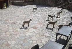 Cam seyir terasında sürü halinde görüldüler! 'Mekanın sahipleri geldi'