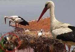 Bir yavrularını kaybetmişlerdi! Yaren leylek ile eşi Nazlı’dan haber var