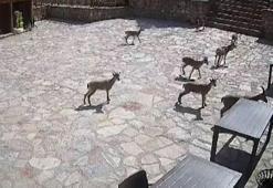 Cam seyir terasında sürü halinde görüldüler! 'Mekanın sahipleri geldi'