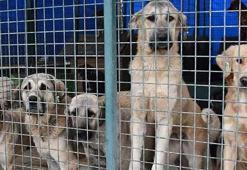 AK Parti'den açıklama: Sokak hayvanları taslak çalışması tamamlandı