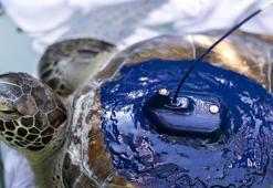 'Kızkalesi' ve 'Mersin Üniversitesi' denizle buluştu