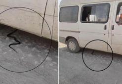 Hatay'da güldüren kovalamaca: Babam yılanla beraber arabayı kullanıyor