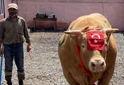 'Şahmurat' 300 bin liraya satıldı