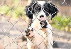 Son yol uyutma! Can dostların yasasında son viraj: Sokağa atana 50 bin TL ceza...