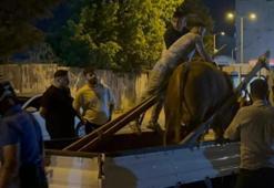 İstanbul'da mahalleyi karıştıran kurbanlık! Sahibinin kolu kırıldı, kurbanlık ise...