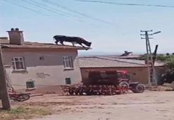 Konya'da şoke eden görüntü! Kaçan boğa binanın çatısına çıktı