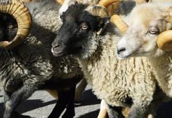 KURBAN KESME DUASI: Kurban kesilirken dua okunur mu, kurban kesilirken okunacak dua var mı?