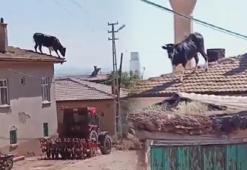 Yer: Konya! Gören inanamadı! Uçan boğa herkesi şoke etti