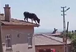 Yer: Konya! Gören inanamadı! Uçan boğa herkesi şoke etti