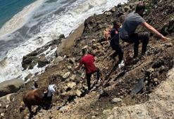 Zonguldak’ta denize kaçan boğa 200 metre yüzdü