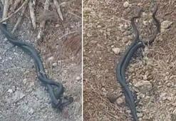 Hatay'da kara yılanlar bahçeye girdi, o anlar görüntülendi