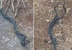 Hatay'da kara yılanlar bahçeye girdi, o anlar görüntülendi