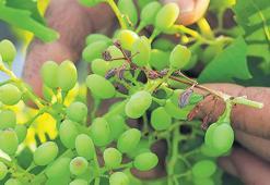 Huzursuz doğa sendromu! Rekolte kaybı büyük