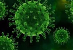 'Parvovirüs B19' tehlikesi! Dikkat: Uyarı geldi