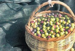 Zeytinde bolluk yılı