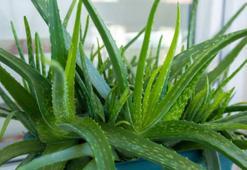 Solmuş Aloe Vera bitkisini canlandıran formül! Bu iki malzemeyi karıştırıp toprağına serpin
