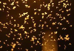 Bir gün sineklerinin ölüm uçuşu! Vatandaşlar izlemek için tarihi köprüye akın etti