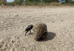 Devlet korumasındaki böcek! Ağırlığının 10 katı itme gücüne sahip