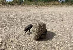 Devlet korumasındaki böcek! Ağırlığının 10 katı itme gücüne sahip