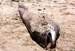 Yer: Edirne... Toplu ölümler sonrası inceleme başlatıldı