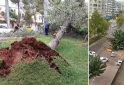 Gaziantep'te şiddetli rüzgar! Çatılar uçtu, ağaçları kökünden söküldü