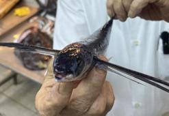 Marmara Denizi'nde uçan balık yakalandı!