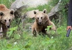 Ayı saldırısından elektroşok ile kurtuldu!
