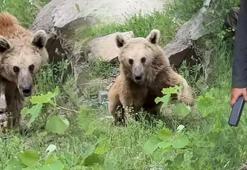 Ayı saldırısından elektroşok ile kurtuldu: Açlıktan saldırıyorlar