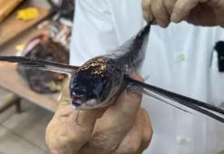 Marmara Denizi'nde uçan balık yakalandı!