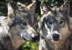 Fransa'da koşu yapan kadına kurtlar saldırdı: Durumu ağır