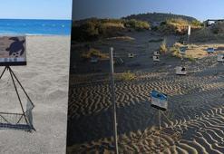 İztuzu Plajı'nda caretta yuva sayısında artış: Rekora gidiyoruz