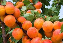 Malatya'da kayısı hasadı başladı