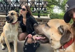 Londra'da yaşayan İngiliz İsidora'nın 'Kangal' tutkusu