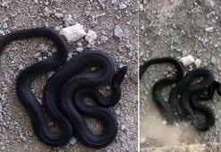 Bu sonu hiç beklemiyorlardı! Canlı olup olmadığını böyle test ettiler, şoka girdiler