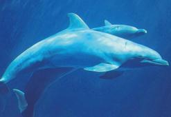 Karadeniz’de 225 bin yunus