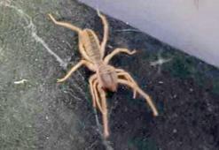 'Sarıkız' Çorum'da görüldü