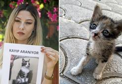 Yavruyken sokakta buldu, uçakta kaybetti! Sokak sokak kedisini arıyor